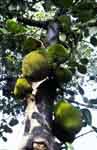 Copy of Thailande_jackier.JPG