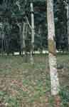 Copy of photo 24.JPG